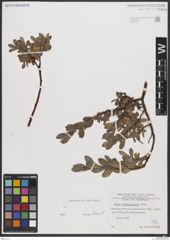 Foto von Salix breviserrata Flod.